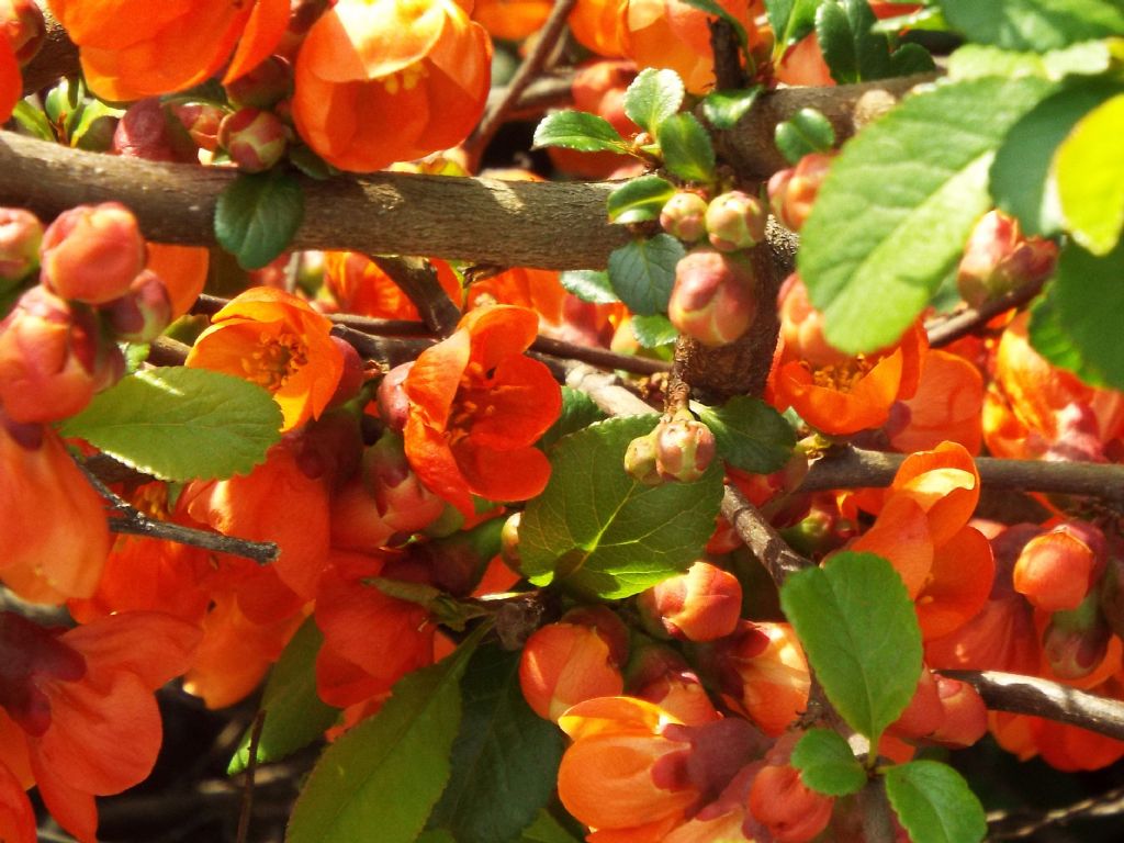 cv di Chaenomeles speciosa (Rosaceae)